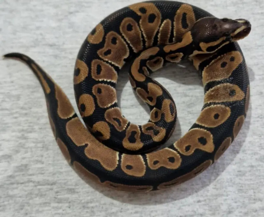 Python regius scaleless head mâle fg python