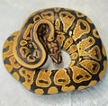 Python regius Spotnose Redstripe het clown mâle