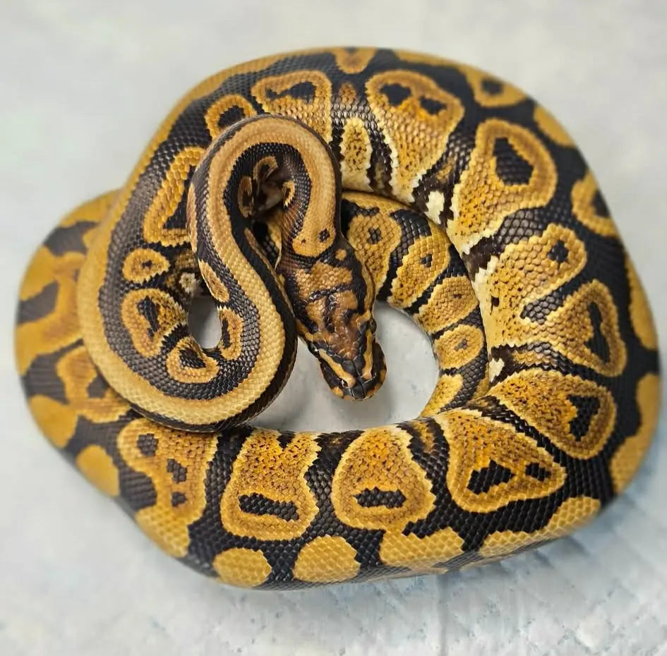 Python regius Spotnose Redstripe het clown mâle