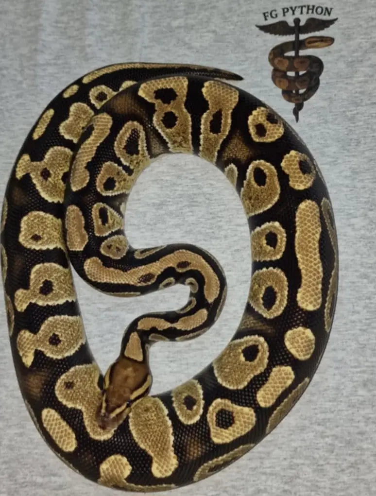 Python regius fire het clown fg python