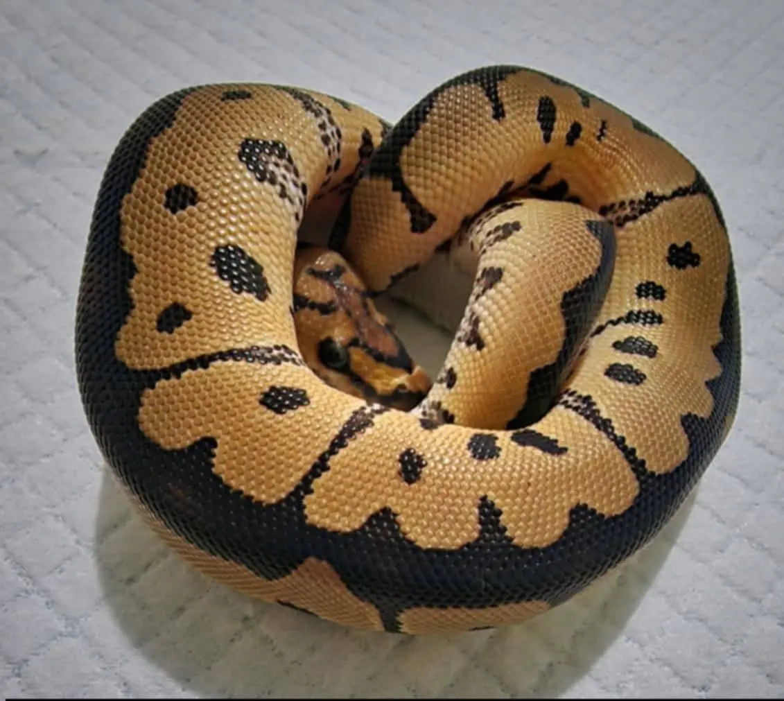 Python regius clown mâle fg python