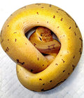 Python regius pinstripe clown mâle