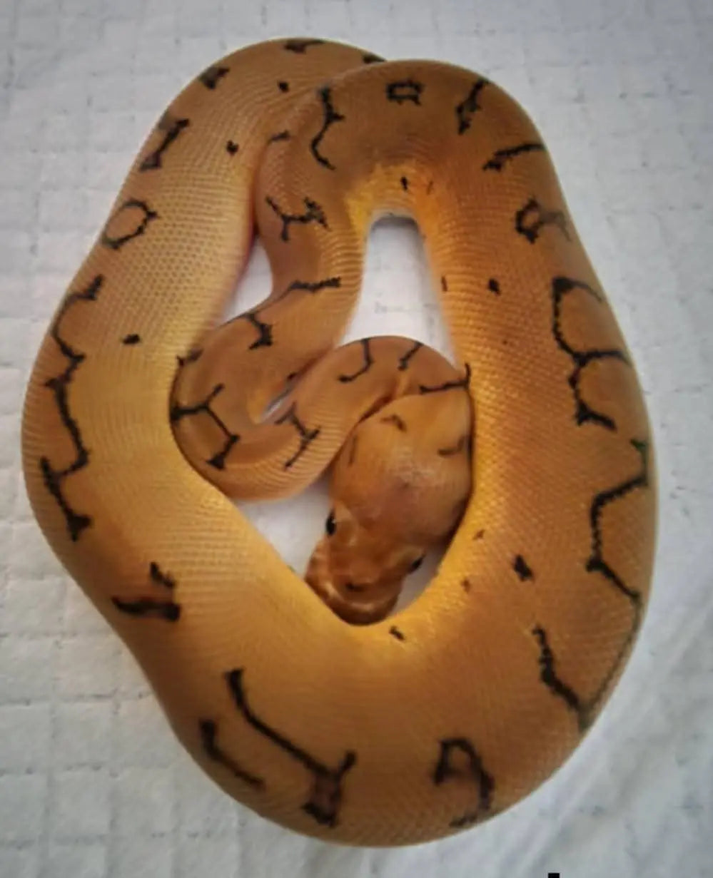 Python regius pinstripe clown mâle fg python