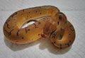 Python regius pinstripe clown femelle fg python