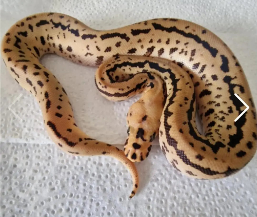 Python regius batman redstripe fg python