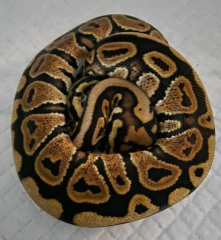 Python regius redstripe spotnose het clown mâle fg python