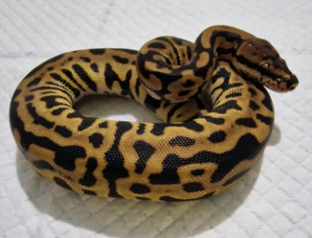 Achat python regius léopard redstripe spotnose het clown femelle fg python