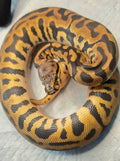 Python regius spotnose léopard redstripe het clown femelle