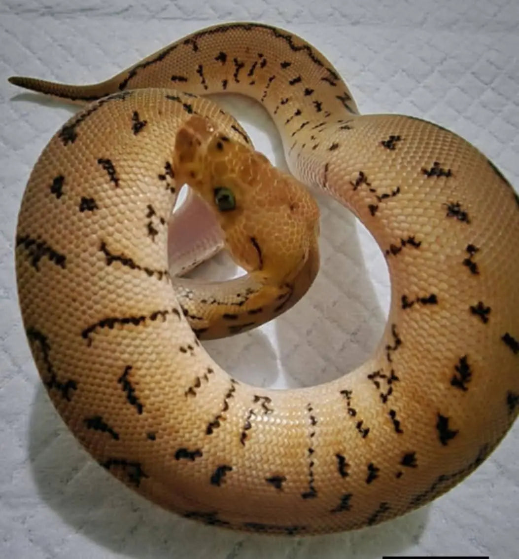python regius spotnose pinstripe clown mâle fg python