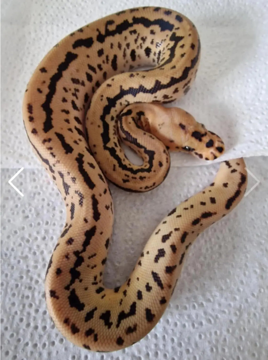 Python regius batman redstripe fg python