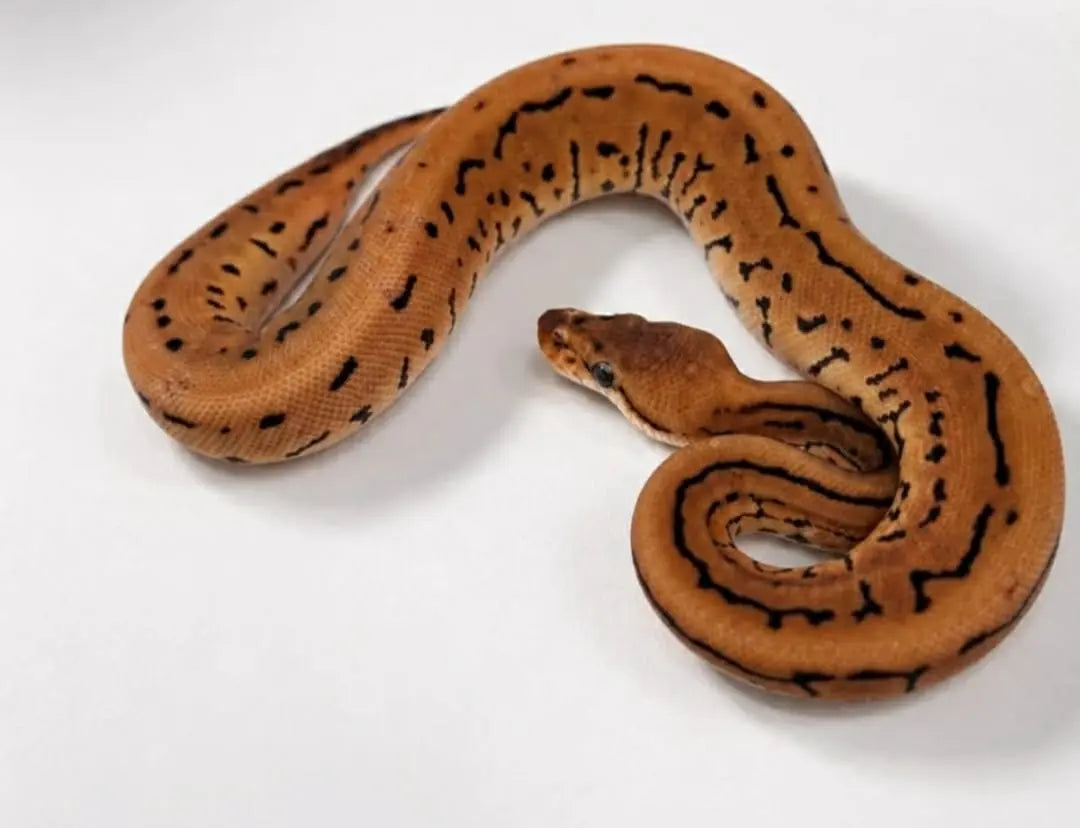 Python regius pinstripe léopard spotnose het clown mâle