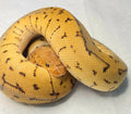 python regius spotnose pinstripe clown mâle