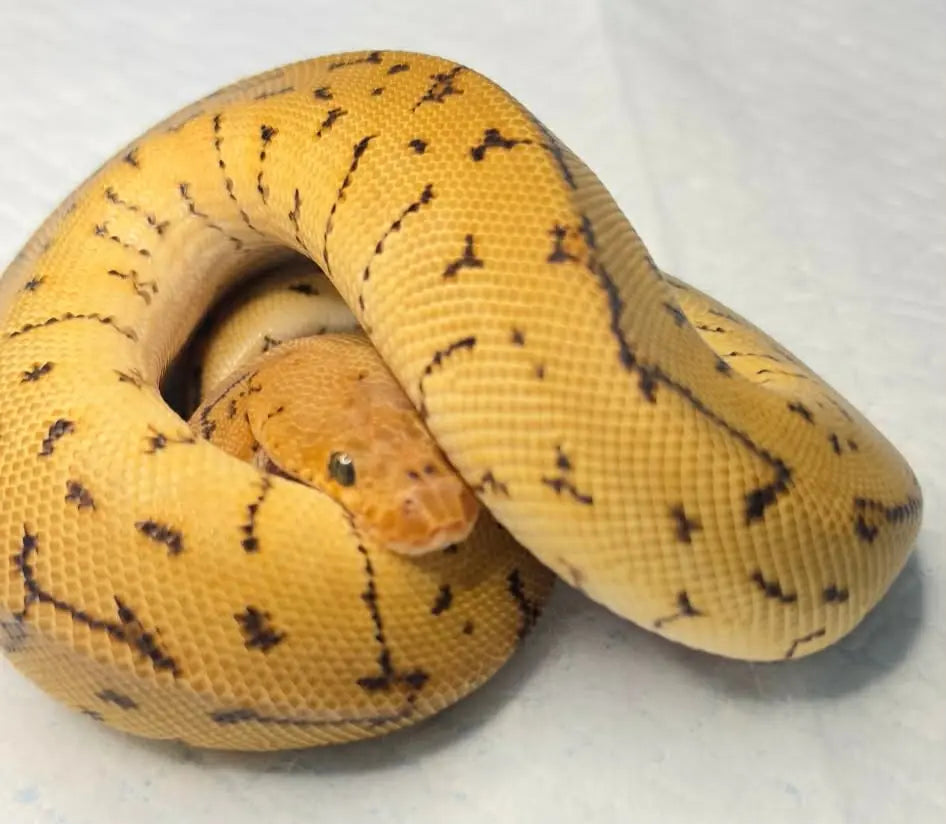 python regius spotnose pinstripe clown mâle