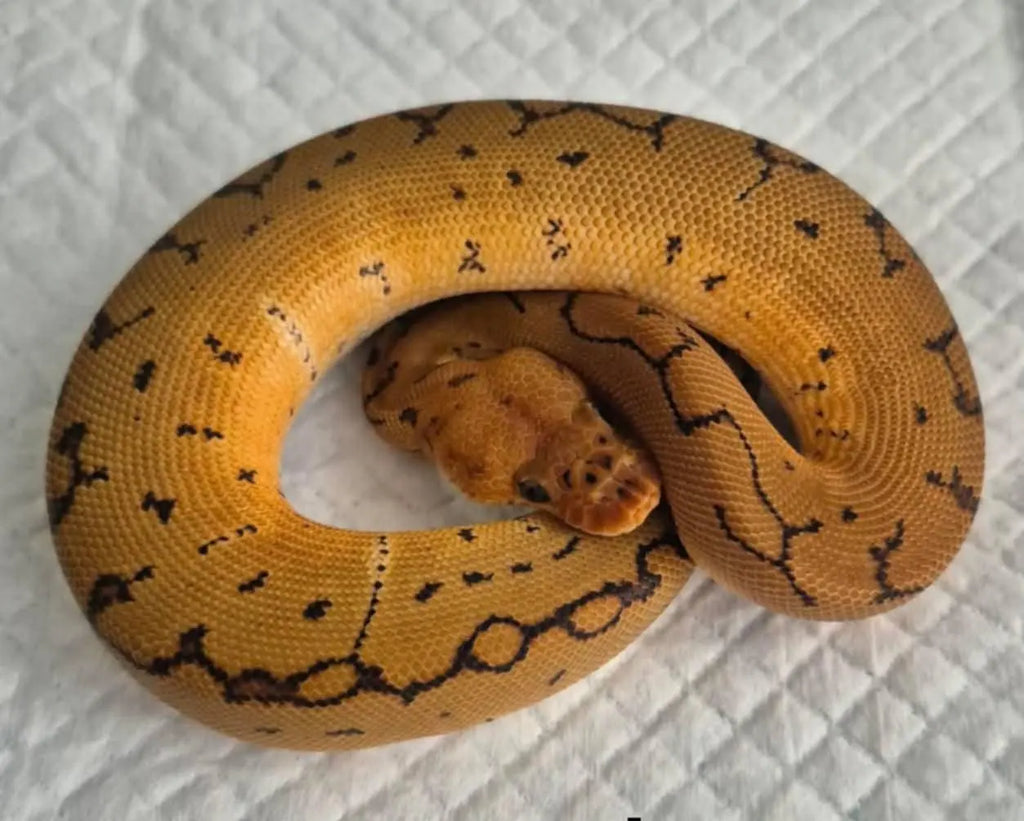 Python regius pinstripe clown mâle fg python