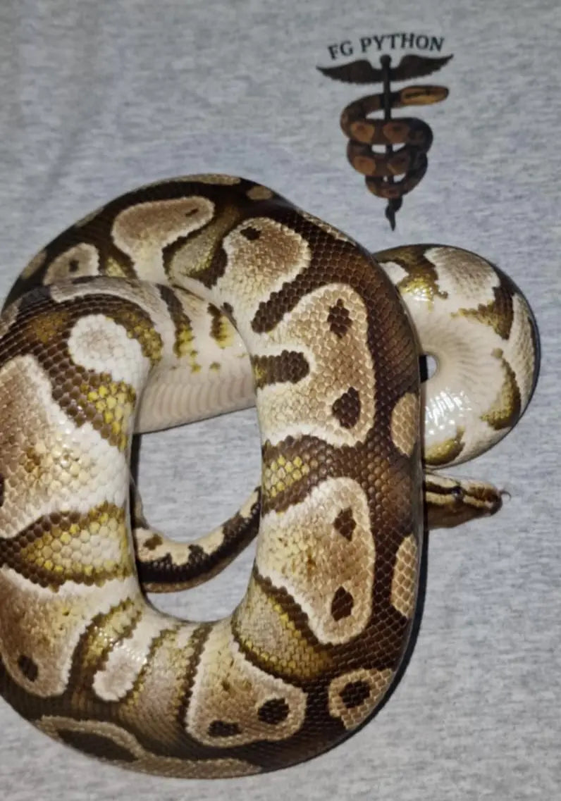 Python regius butter het clown het désert ghost fg python