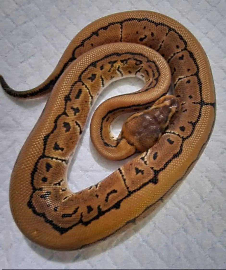 Python regius pinstripe het clown mâle fg python