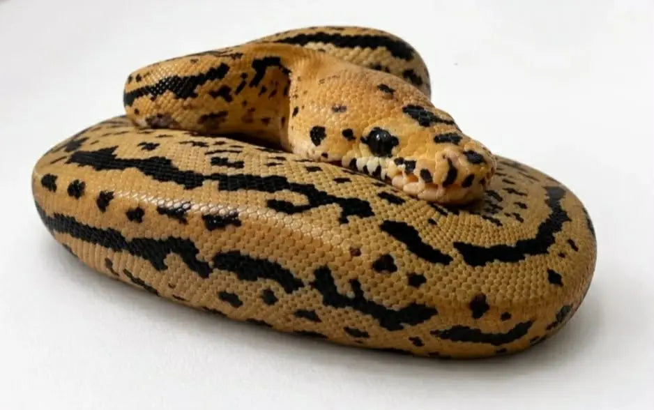 Python regius Batman Redstripe mâle