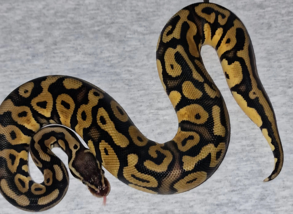 Python regius pastel het pied Mâle fg python