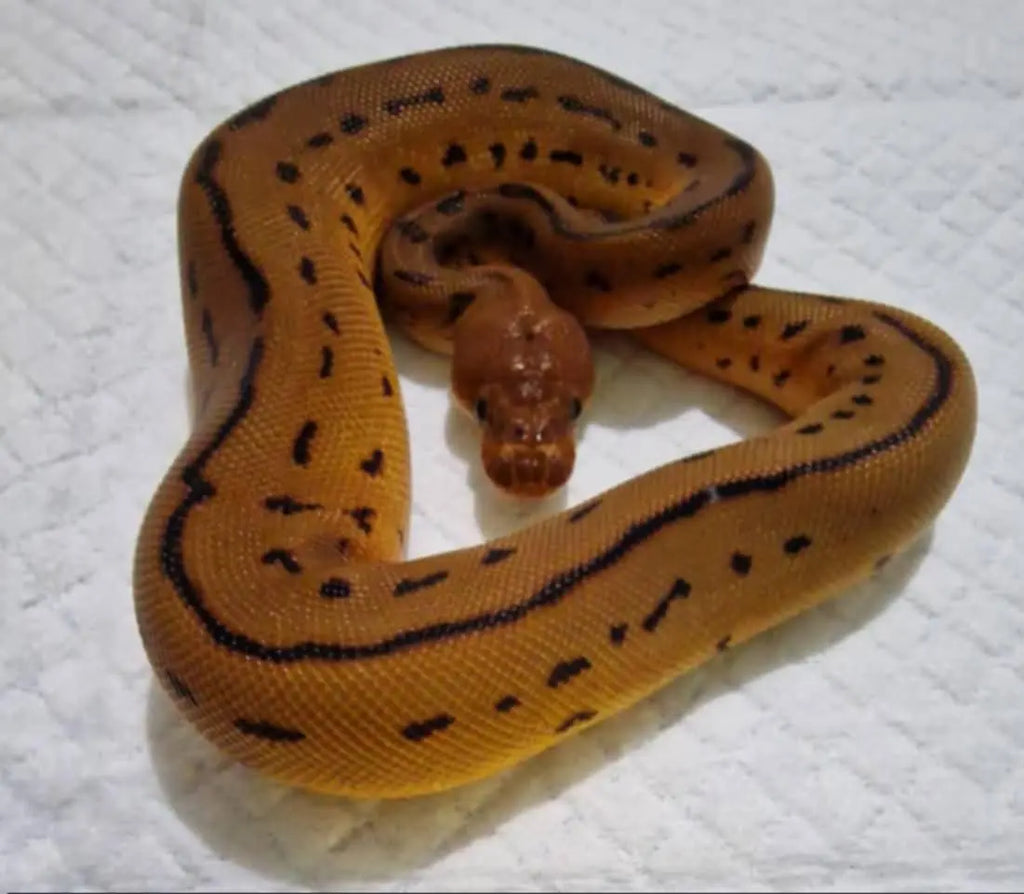 Python regius batman pinstripe mâle fg python