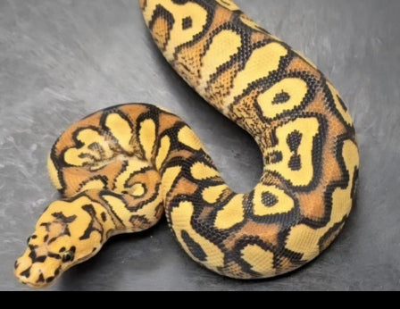 FG Python - Achat Python Regius et Reptiles – fg python